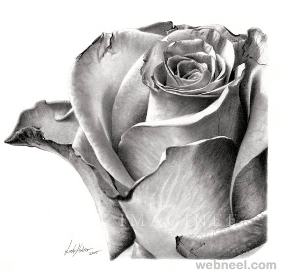 flower drawing rose