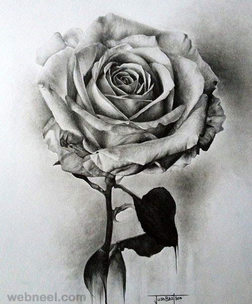Black White Pencil Drawings Of Plants 71