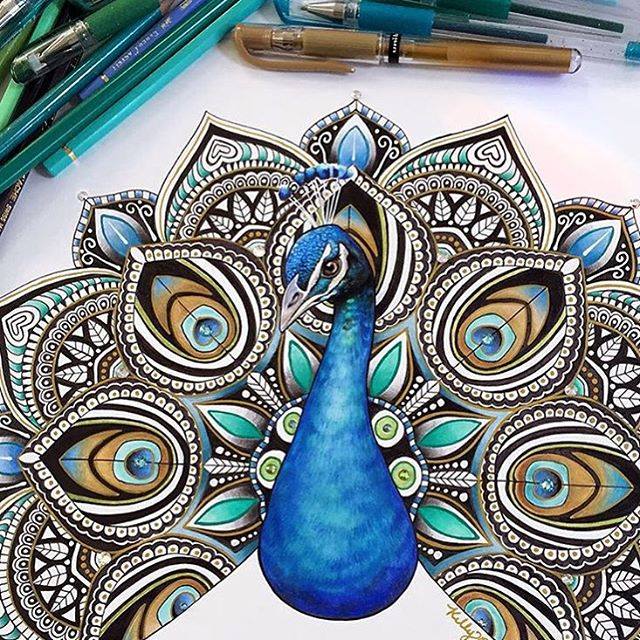 Peacock Drawing By Kellylahar - Full Image