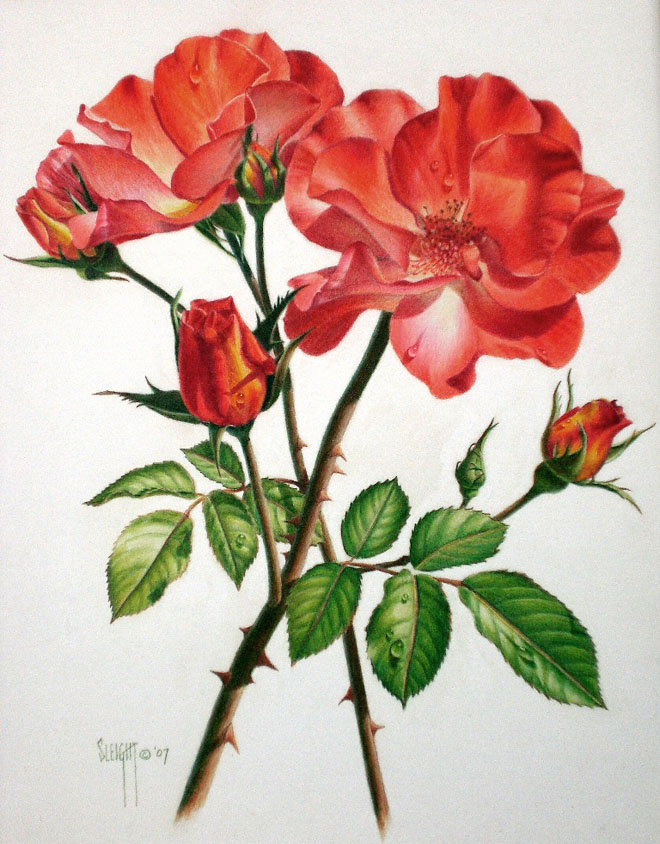 Rose Flower Drawing
