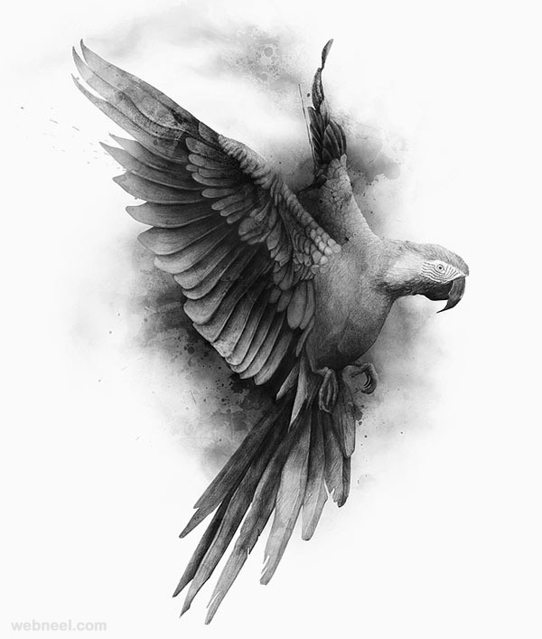 30 Beautiful Bird Drawings and Art works for your inspiration