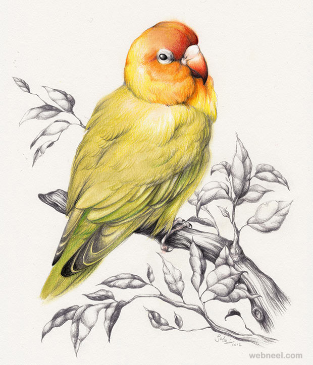 Bird Drawing 5 - Full Image