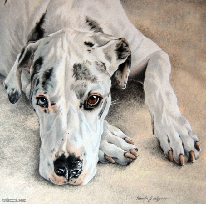 dog colored pencil drawing