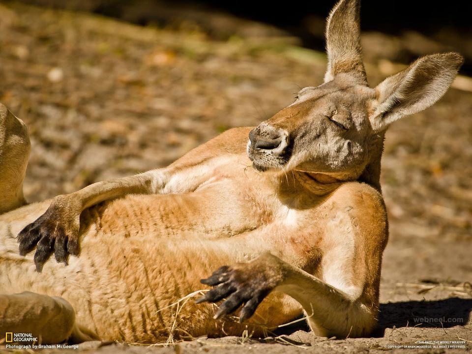Tips for Wildlife Photography: Kangaroo