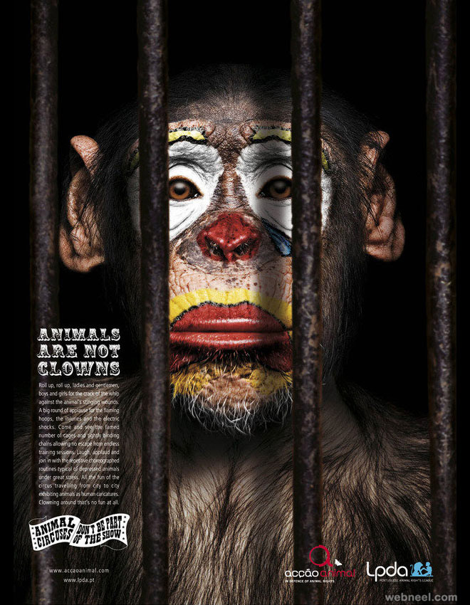 animal clown photo manipulation