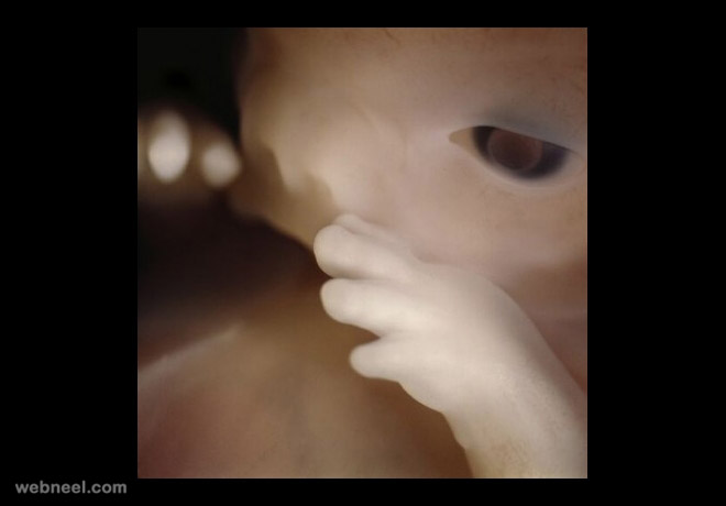 embryo 10weeks photo