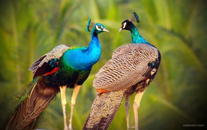 beautiful peacock photo