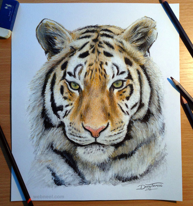 tiger drawing animal