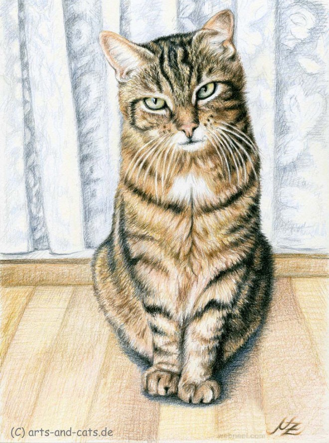 cat animal drawing