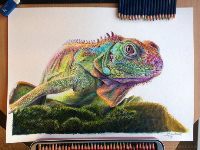 chameleon animal drawing