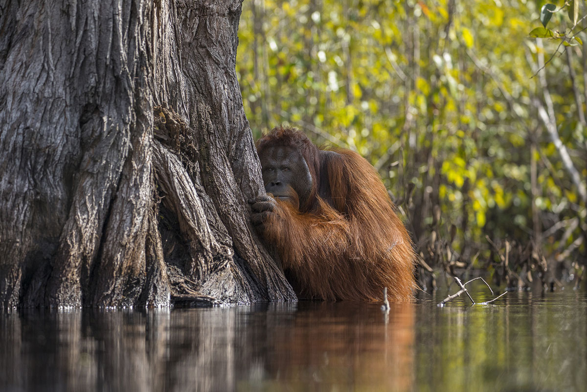 1-orangutan-award-winning-photography-by-jayaprakash.jpg
