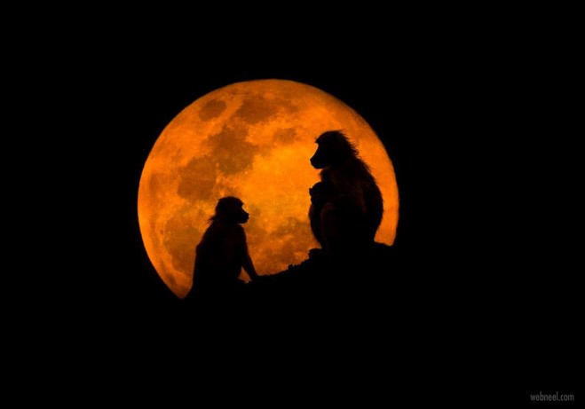 1 silhouette photography baboons
