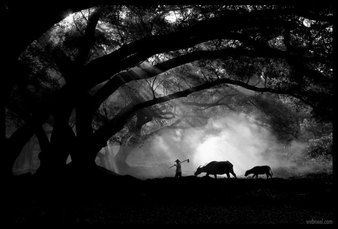 2 silhouette photography farmer buffalos by jinny tan