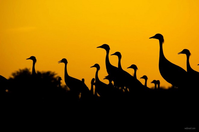 5 silhouette photography crane by vivek purohit
