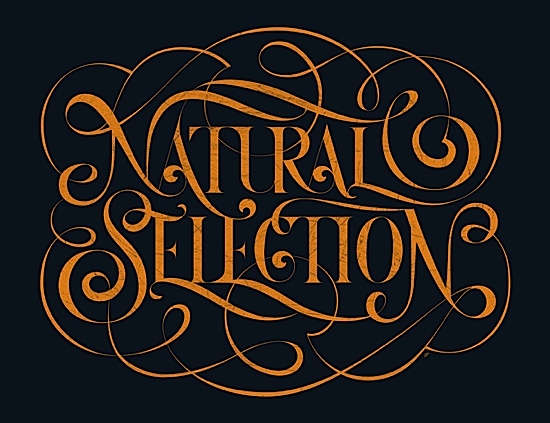 typography illustration graphic designs