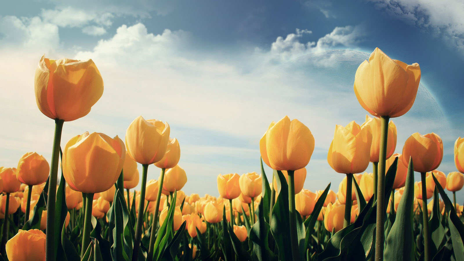 40 Beautiful Flower Wallpapers for your Desktop Mobile and Tablet - HD