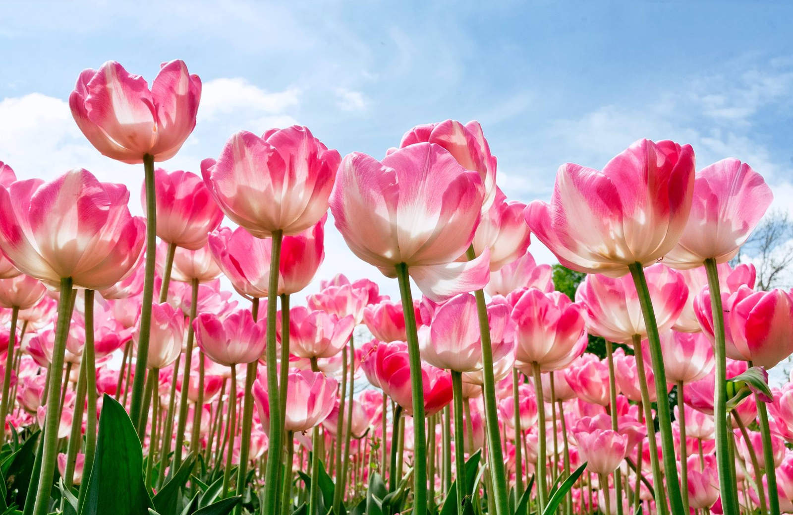40 Beautiful Flower Wallpapers for your Desktop Mobile and ...