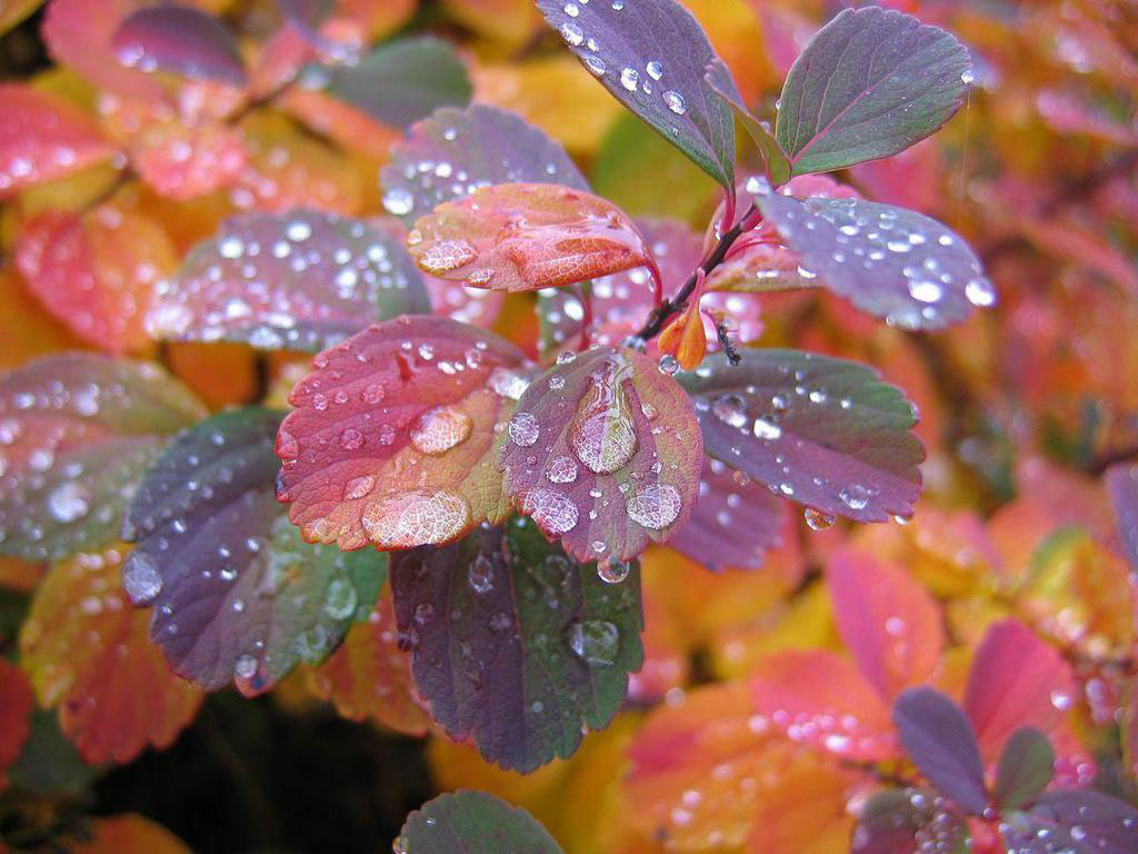 rain drops on colorful leaves wallpaper - HD Wallpaper