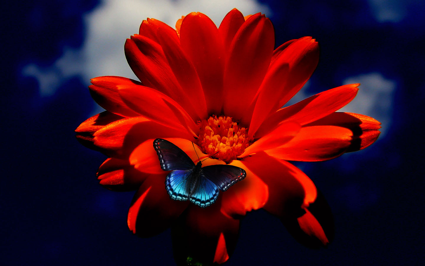 [عکس: butterfly-on-orange-flower-wallpaper.jpg]