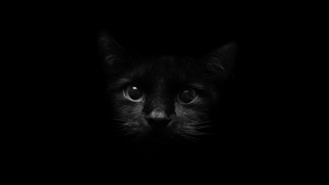 gatto nero in sfondo nero
