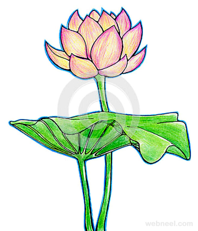 Creative Gallery Sacred Lotus Flower Drawing 20