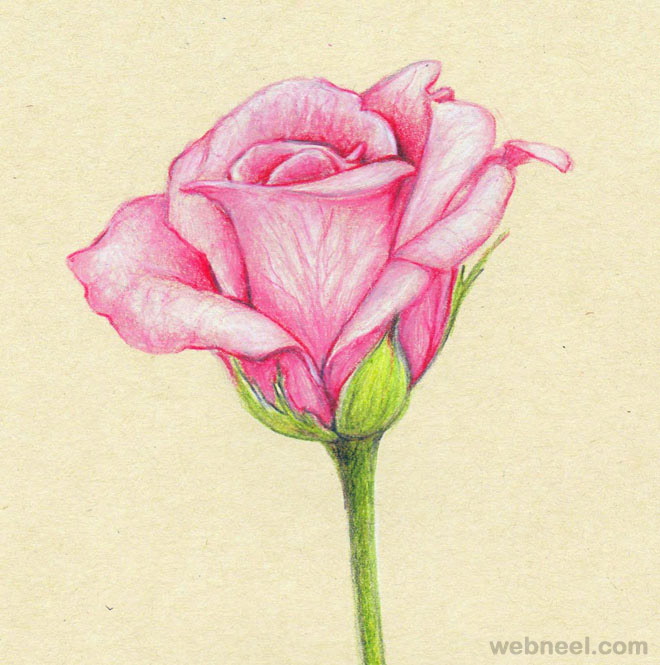 Flower Pencil Sketch Wallpaper Lotus drawing in color pencils | flower drawing step by step i am showing how to draw lotus flowers using colored pencils. flower pencil sketch wallpaper