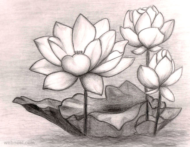 flower drawings lotus
