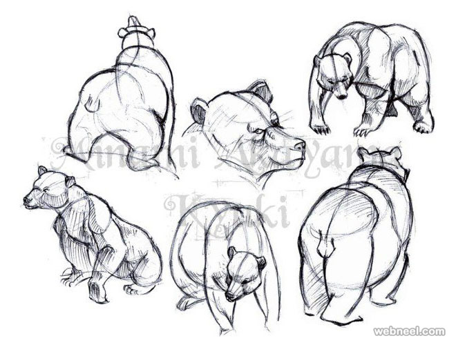 how to draw animals bears