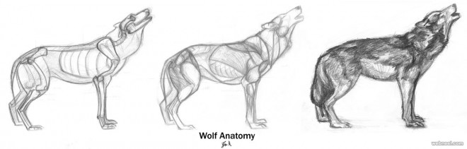 how to draw animals wolf by ravenclaw