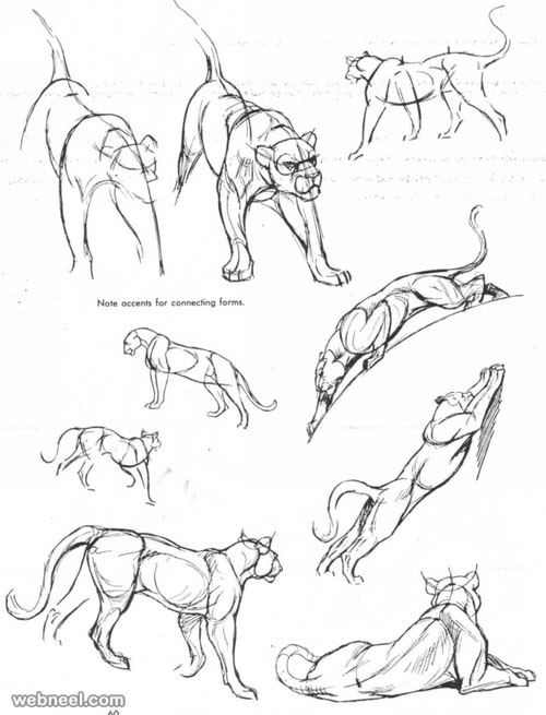 how to draw animals