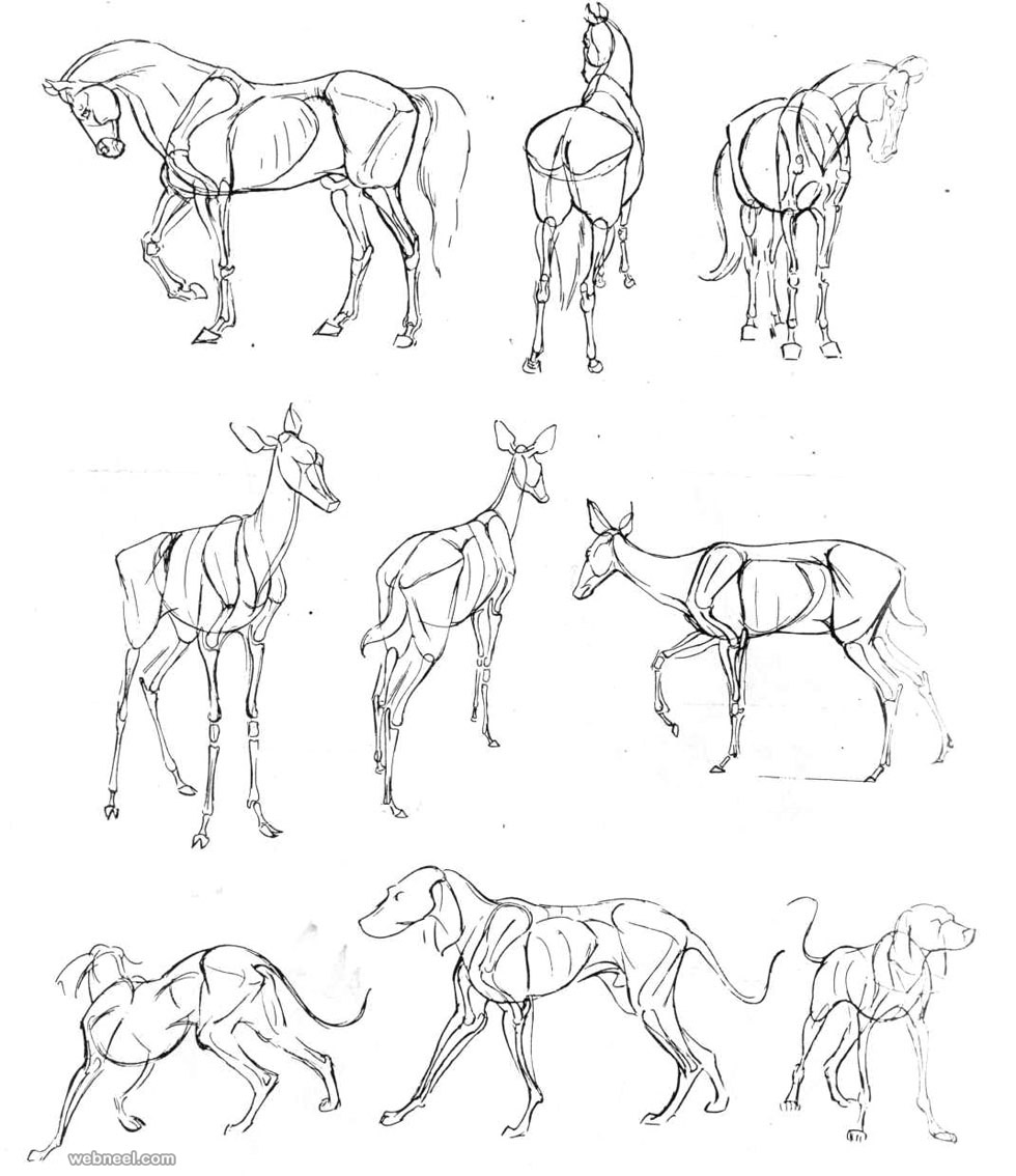 how to draw animals dog