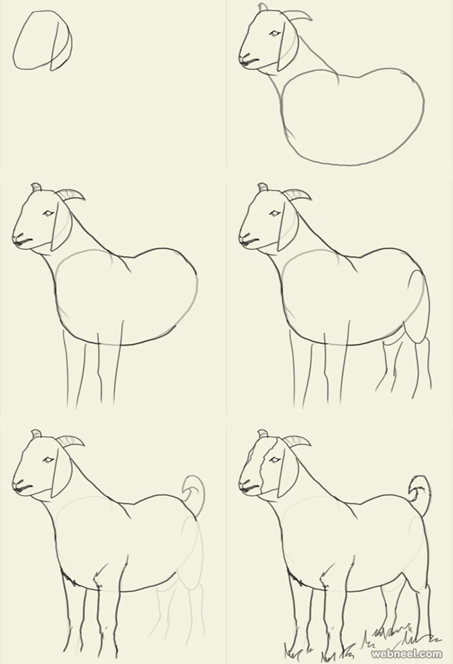 how to draw animals goat