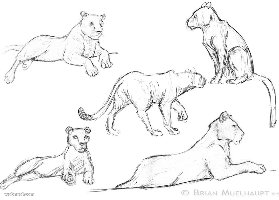 how to draw animals lion joe