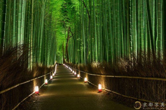 beautiful bamboos