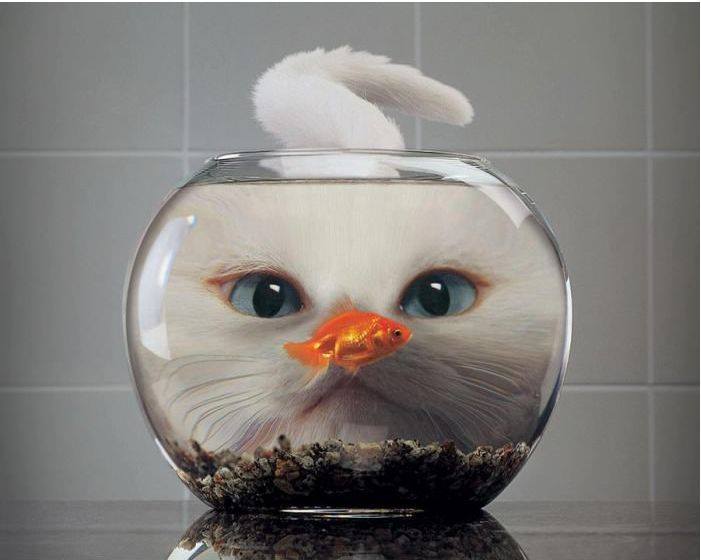 photography idea fish bowl