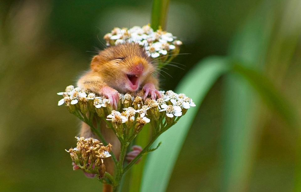 wildlife photography mouse