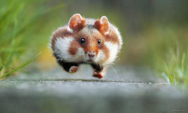 squirrel comedy wildlife photography by julian rad