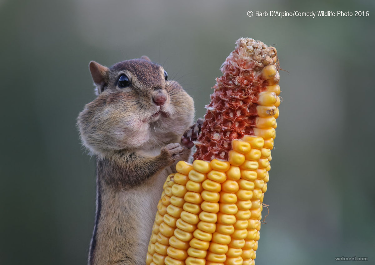 hungry squirrel comedy wildlife photography