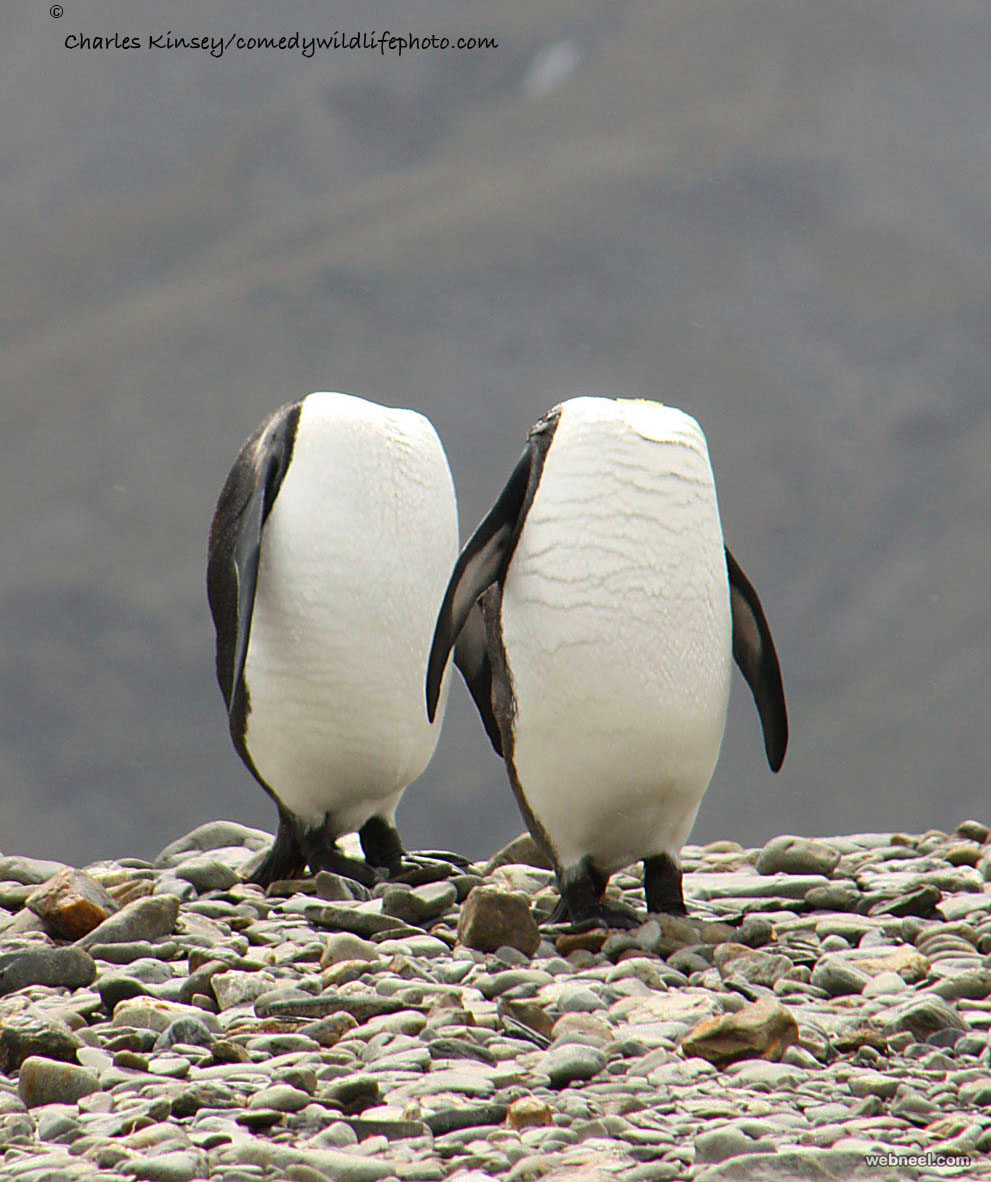 penguins exercise comedy wildlife photography by charles kinsey