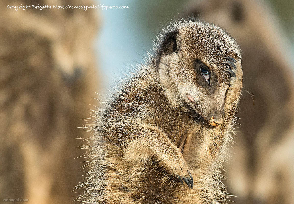 sneak a glance comedy wildlife photography by brigitta moser