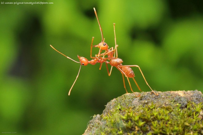 ant suicide comedy wildlife photography by usman priyona