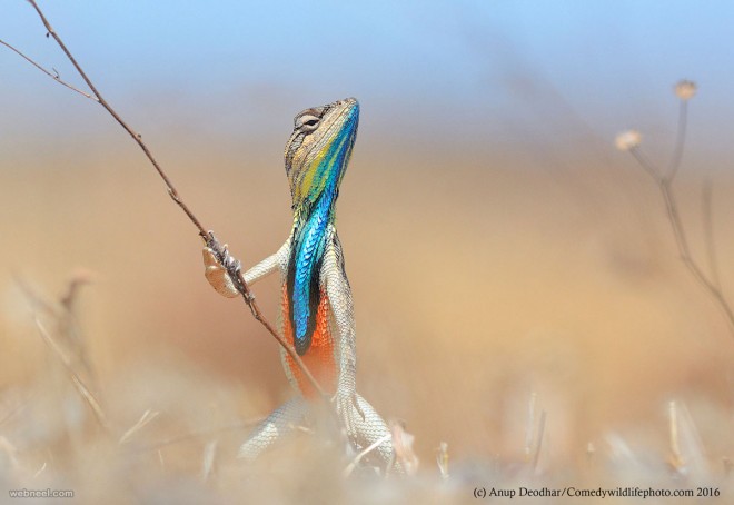musician comedy wildlife photography by anup deodhar