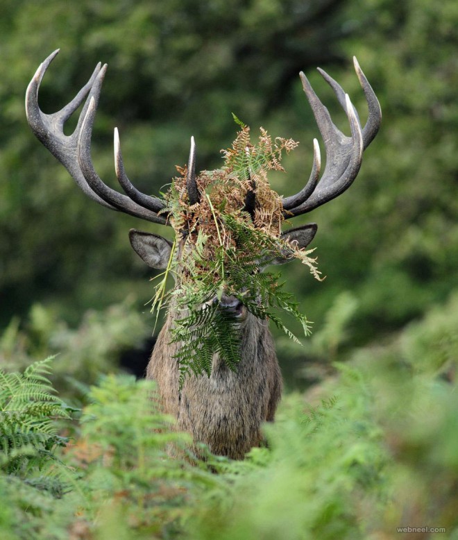 deer comedy wildlife photography by william richardson