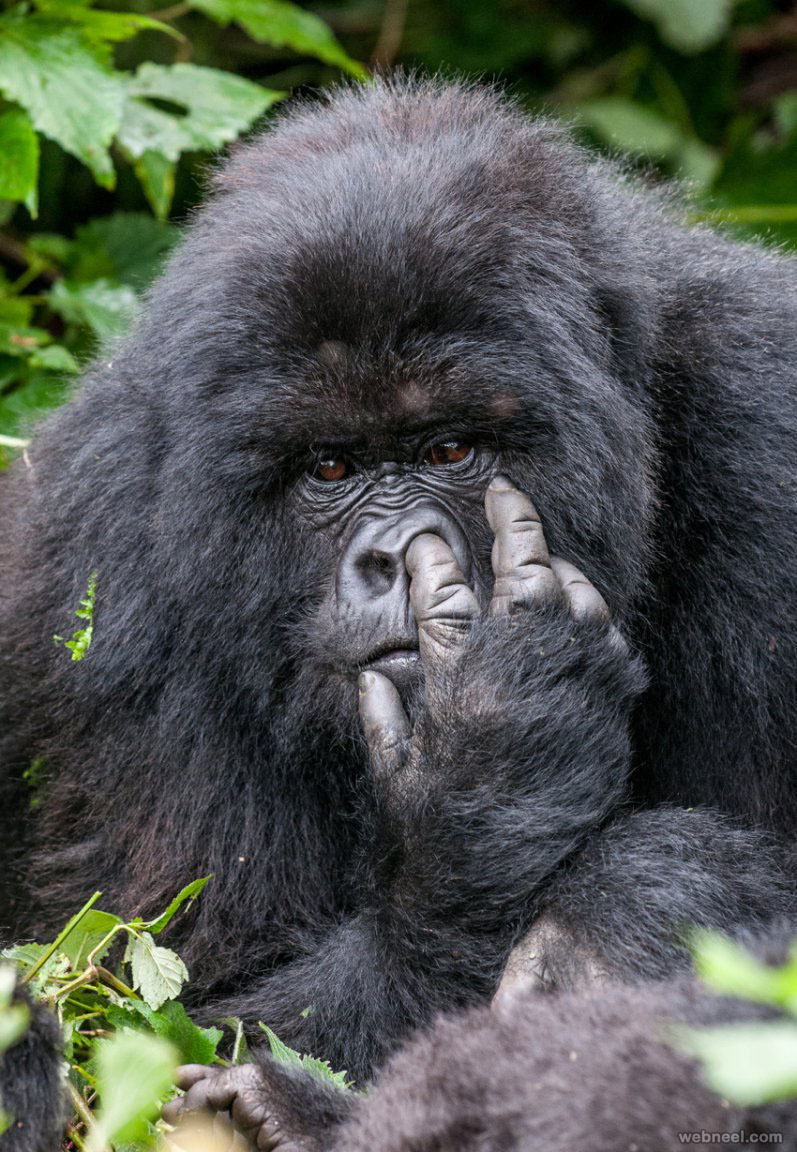 gorilla comedy wildlife photography by oli dreike