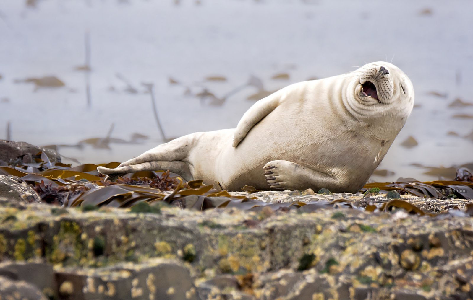 seal comedy wildlife photography by julie hunt
