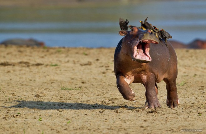 hippo comedy wildlife photography by marc mol
