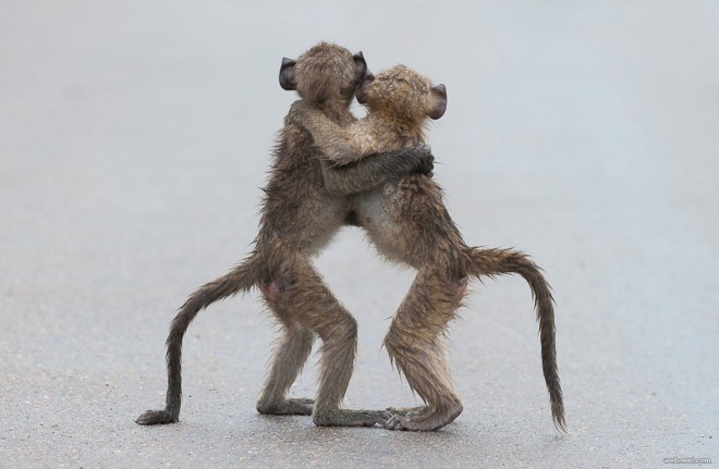 friends comedy wildlife photography by tony dilger