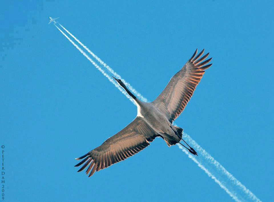 Amazing Photography Bird Flight By Peterdam 4