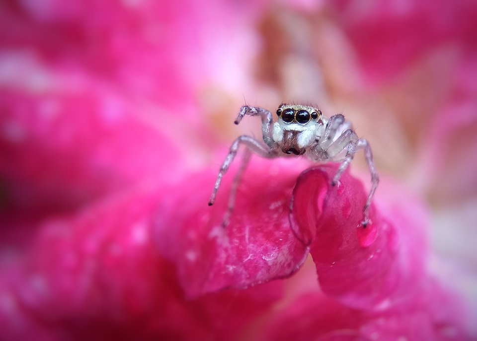 award winning micro photography spider by rajshahi