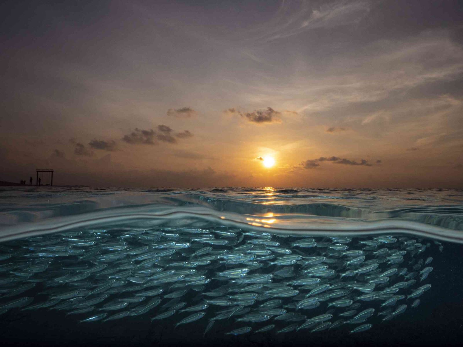 award winning a school of silverside fish swim just below the surface of the water off maalhos island photography by umeed mistry